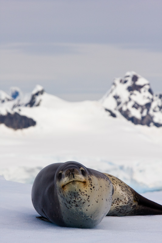 Leopard Seal On Iceberg